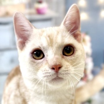 マンチカン(短足)【東京都・男の子・2025年7月16日・レッドタビー】の写真「両親遺伝子検査クリア◎ぱっちりおめめのマンチカン✨」