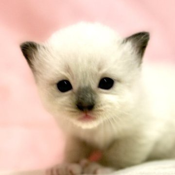 ラグドール【東京都・女の子・2025年10月11日・ブルーポイントミテッド】の写真「クリスマスお迎えOK◎🎄もっちり癒し系ラグ💜」