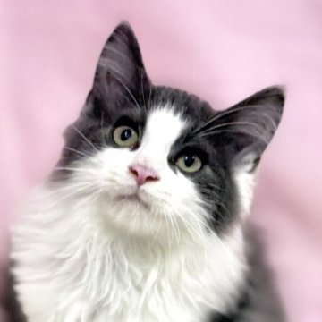 ノルウェージャンフォレストキャット【東京都・男の子・2025年8月2日・ブルー&ホワイト】の写真「両親遺伝子検査クリア◎コロンと可愛いノルウェー✨」