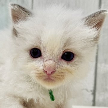 ラグドール【東京都・男の子・2025年8月21日・ブルーポイントバイカラー】の写真「両親遺伝子検査クリア◎もふもふ愛らしいラグ兄弟💚」