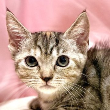 マンチカン(短足)【東京都・女の子・2025年8月23日・トーティ】の写真「両親遺伝子検査クリア◎ムッチムチなマンチカン✨」