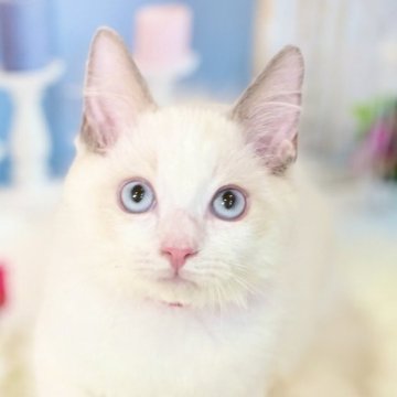 ラグドール【東京都・男の子・2025年8月21日・ブルーポイントバイカラー】の写真「両親遺伝子検査クリア◎もふもふ愛らしいラグ兄弟❤️」