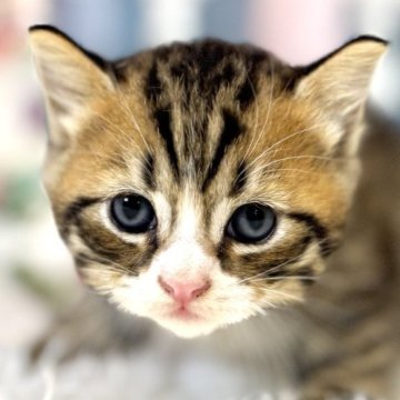 マンチカン(長足)【東京都・女の子・2025年10月19日・ブラウンタビー&ホワイト】の写真「クリスマスお迎えOK◎🎄ころんころんなマンチカン」