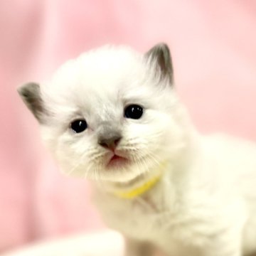 ラグドール【東京都・男の子・2025年10月11日・ブルーポイントミテッド】の写真「クリスマスお迎えOK◎🎄もっちり癒し系ラグ💛」