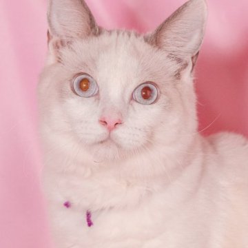 ラグドール【東京都・男の子・2025年3月27日・ブルーポイントバイカラー】の写真「両親遺伝子検査クリア◎ 個性いろいろ！美形揃い💜」