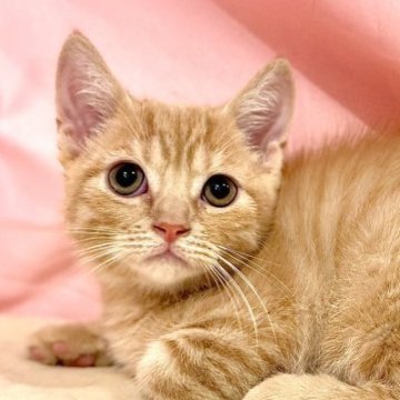 マンチカン(長足)【東京都・男の子・2025年8月23日・クリームタビー】の写真「両親遺伝子検査クリア◎ムッチムチなマンチカン✨」