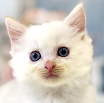 ラグドール【東京都・男の子・2025年10月3日・クリームポイントバイカラー】の写真「クリスマスお迎えOK◎🎄可愛いクリームカラー✨」