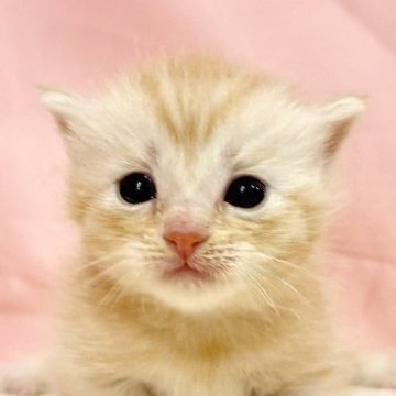 マンチカン(長足)【東京都・女の子・2025年10月11日・レッドタビー】の写真「クリスマスお迎えOK◎🎄甘えん坊マンチカン✨」