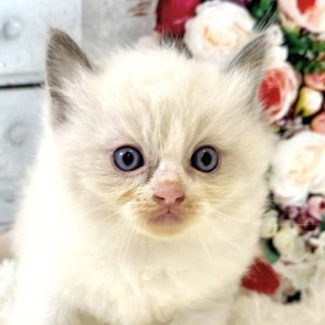 ラグドール【東京都・男の子・2025年10月11日・ブルーポイントバイカラー】の写真「クリスマスお迎えOK◎🎄もふもふ可愛いラグドール」