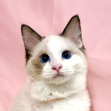 ラグドール【東京都・女の子・2025年7月13日・シールポイントバイカラー】の写真「両親遺伝子検査クリア◎むちむちなラグ兄弟🩷」