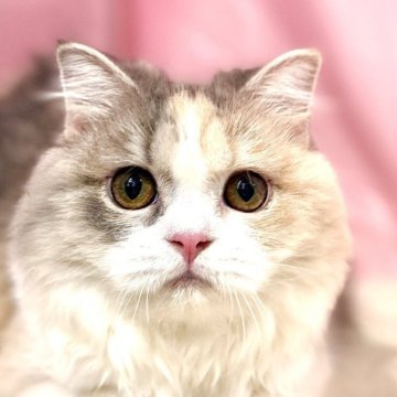 スコティッシュフォールド(立ち耳)【東京都・女の子・2025年4月18日・ダイリュートキャリコ】の写真「両親遺伝子検査クリア◎✨丸顔キュートなスコちゃん✨」