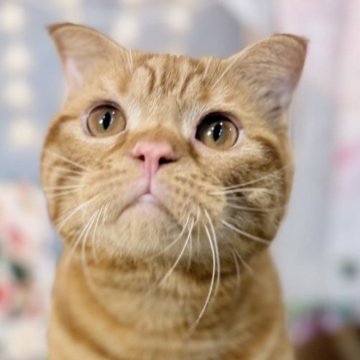 スコティッシュフォールド(折れ耳)【東京都・男の子・2025年4月14日・レッドタビー】の写真「両親遺伝子検査クリア◎✨むちむちボディのスコ兄弟♪」