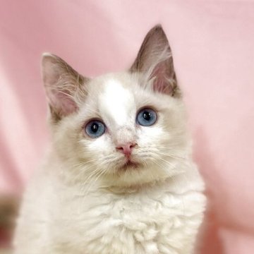 ラグドール【東京都・女の子・2025年8月21日・ブルーポイントバイカラー】の写真「両親遺伝子検査クリア◎もふもふ愛らしいラグ兄弟🩷」