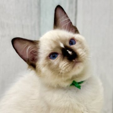 ラグドール【東京都・男の子・2025年6月11日・シールポイントミテッド】の写真「両親遺伝子検査クリア◎人が大好きなラグ兄妹✨」