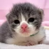 ノルウェージャンフォレストキャット