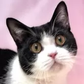 ブリティッシュショートヘア