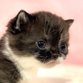 マンチカン(短足)