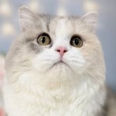 スコティッシュフォールド(立ち耳)