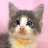 ノルウェージャンフォレストキャット