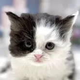 マンチカン(長足)