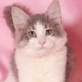 ノルウェージャンフォレストキャット