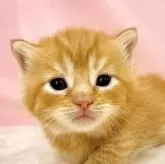 マンチカン(短足)