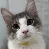ノルウェージャンフォレストキャット