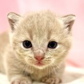 マンチカン(短足)