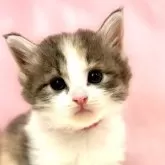 ノルウェージャンフォレストキャット