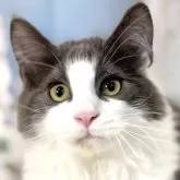 ノルウェージャンフォレストキャット