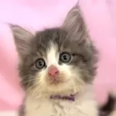 ノルウェージャンフォレストキャット