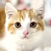 ミヌエット(長足)