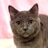 ブリティッシュショートヘア