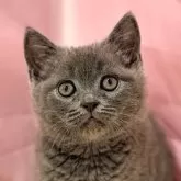 ブリティッシュショートヘア