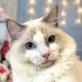 ラグドール【東京都・男の子・2025年3月27日・ブルーポイントバイカラー】の写真1