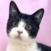 ブリティッシュショートヘア