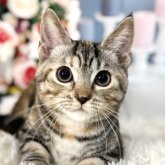 マンチカン(短足)