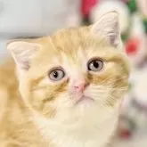 スコティッシュフォールド(立ち耳)