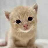 マンチカン(長足)