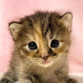 マンチカン(長足)