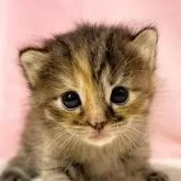 マンチカン(長足)