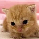マンチカン(短足)