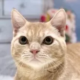 マンチカン(長足)