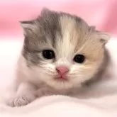 スコティッシュフォールド(立ち耳)