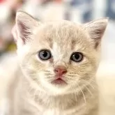 マンチカン(短足)