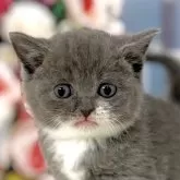 ブリティッシュショートヘア