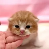 スコティッシュフォールド(折れ耳)