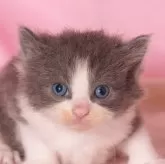 ノルウェージャンフォレストキャット