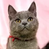 ブリティッシュショートヘア【東京都・女の子・2025年6月30日・ブルー】の写真1