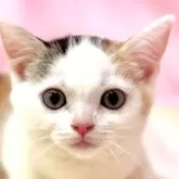 マンチカン(短足)